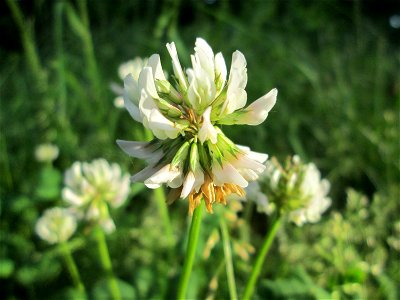 Weiß-Klee (Trifolium repens) im Naturschutzgebiet Hochholz-Kapellenbruch