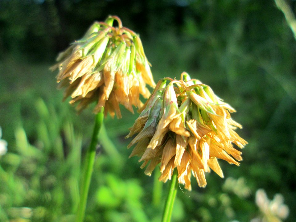 Weiß-Klee (Trifolium repens) im Naturschutzgebiet Hochholz-Kapellenbruch