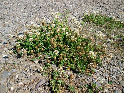 Weiß-Klee (Trifolium repens) auf einem Parkplatz in Brebach