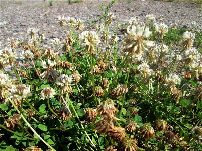 Weiß-Klee (Trifolium repens) auf einem Parkplatz in Brebach
