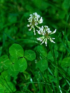 White clover photo