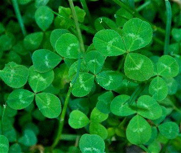 leaves of white clover photo