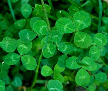 leaves of white clover