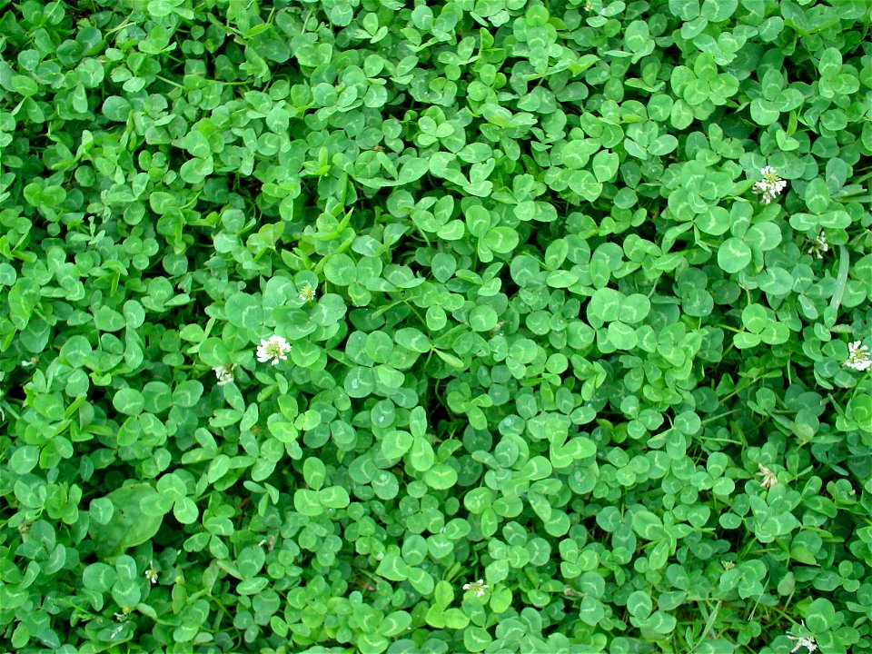 Trifolium repens

 Champs de trèfle, cliché personnel de Ruizo.