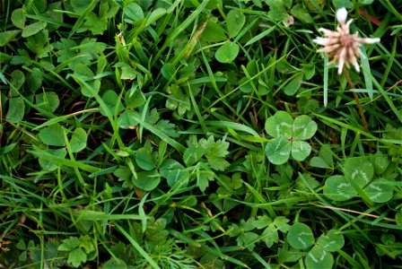 Four-leaf clover: White Clover (Trifolium repens) with four leaves. photo
