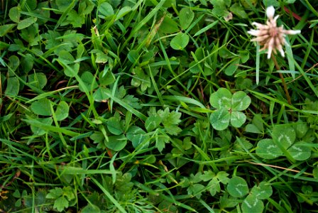 Four-leaf clover: White Clover (Trifolium repens) with four leaves.