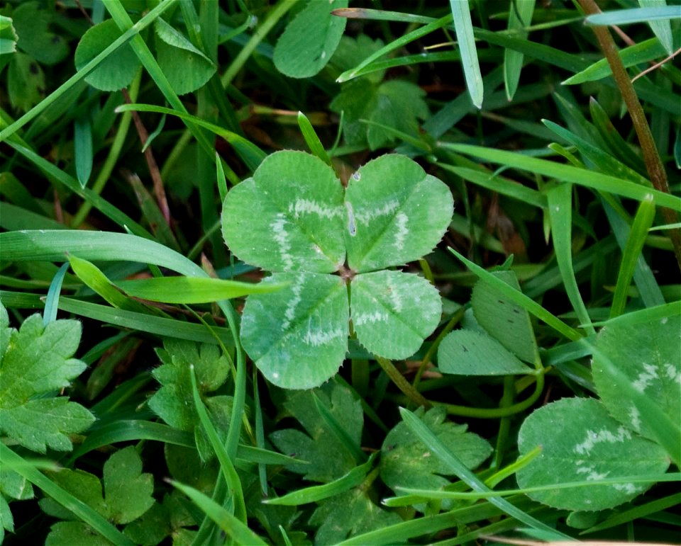 Four-leaf clover: White Clover (Trifolium repens) with four leaves.