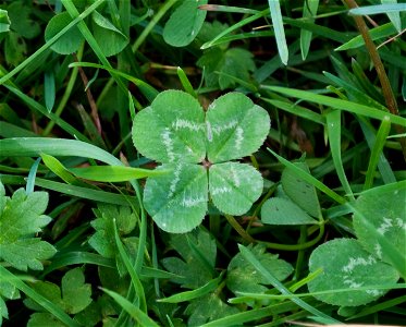 Four-leaf clover: White Clover (Trifolium repens) with four leaves. photo