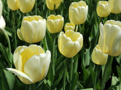 Yellow yellow flowers yellow tulips