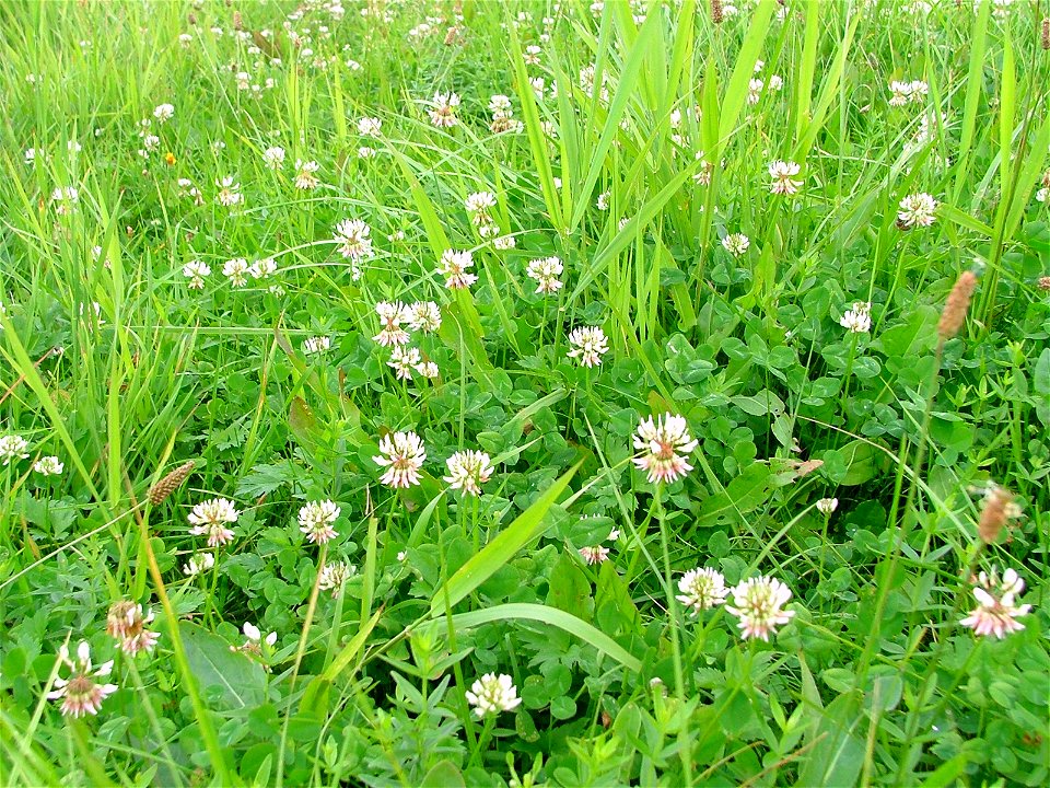 Łąka - Popowo Parcele (województwo mazowieckie, powiat wyszkowski, gmina Somianka nad Bugiem)