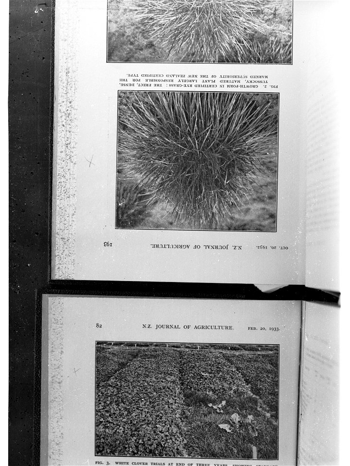 Non-Native Plants of New Zealand
