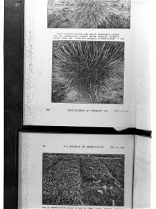 Non-Native Plants of New Zealand