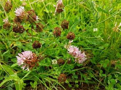 Photo shows pink form of white clover growing in meadow with grass and vetch photo