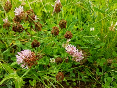 Photo shows pink form of white clover growing in meadow with grass and vetch