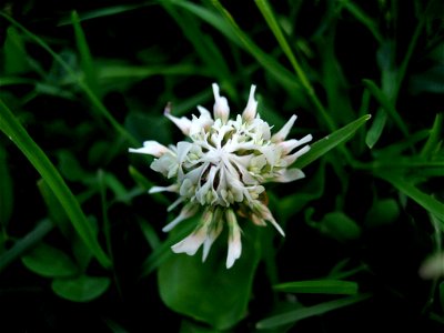 Trefoil (Trifolium repens)