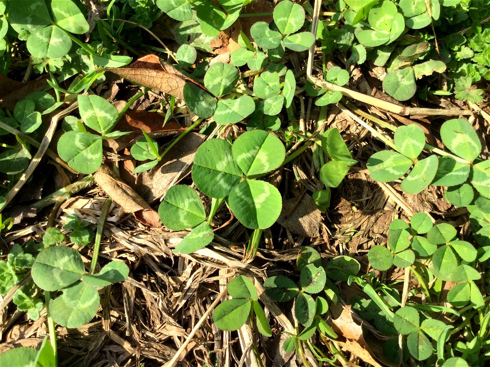 Some white clovers