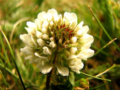 Some white clovers photo