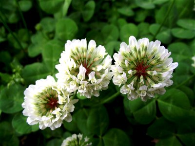 The typical white clover I took a picture of.
