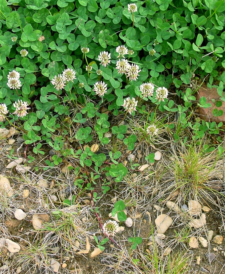 Trifolium repens - white clover - Weiss-Klee
