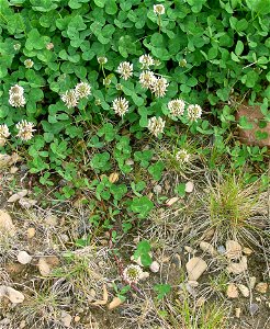 Trifolium repens - white clover - Weiss-Klee photo
