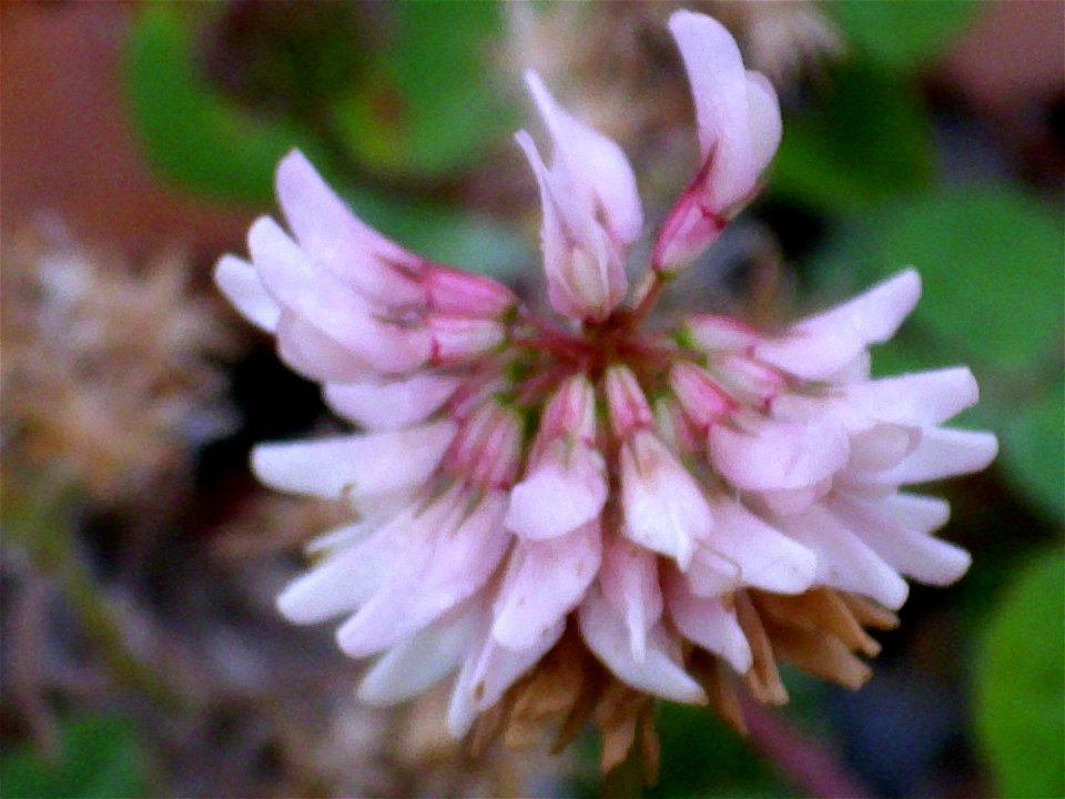 Trifolium repens inflorescence, Dehesa Boyal de Puertollano, Spain