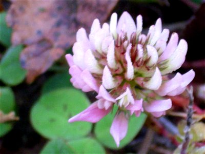 Trifolium repens inflorescence, Dehesa Boyal de Puertollano, Spain