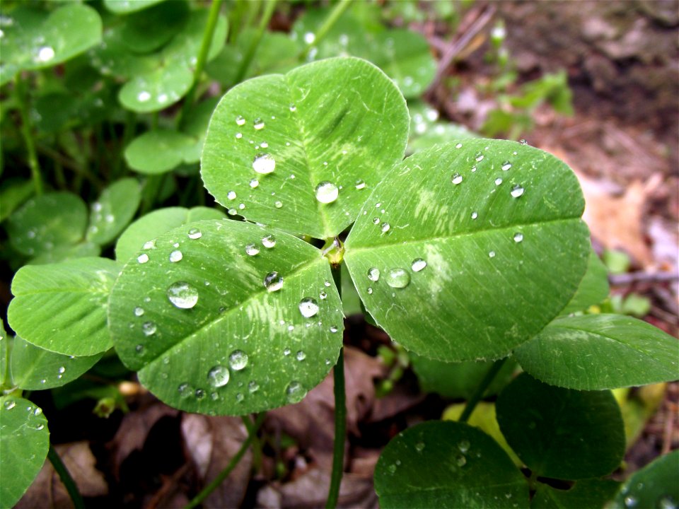 The Leaf of a trifolium repens plant after a shower. Some of the drops of water have a strange optical effect making them look like they are floating.
