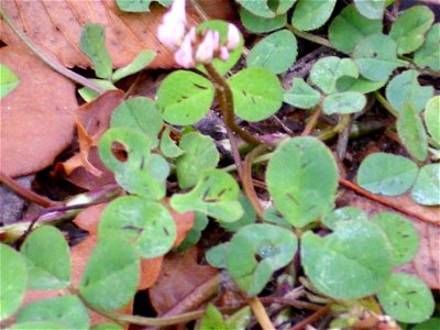 Trifolium repens leaves, Dehesa Boyal de Puertollano, Spain