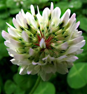 The head of a trifolium repens.