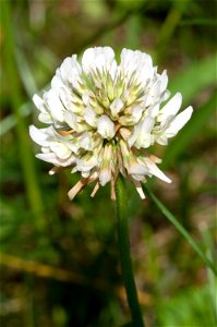 White clover (Trifolium repens) photo