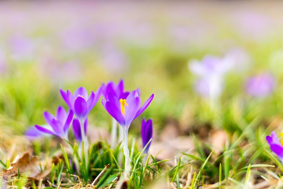 Plant breeding plant spring