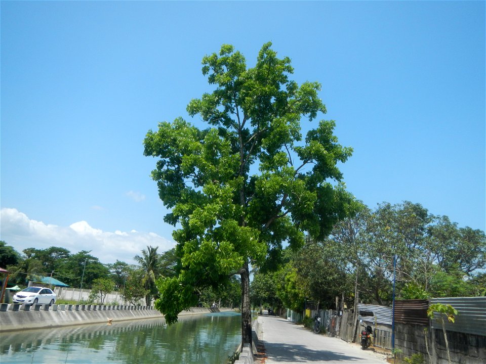 Canal lining NIA REGION 3 BANE IMO  Views of Parulan (irrigation canals along lateral-main NIA roads) 2021 Men with Salbabida (inner tubes) in irrigation canals