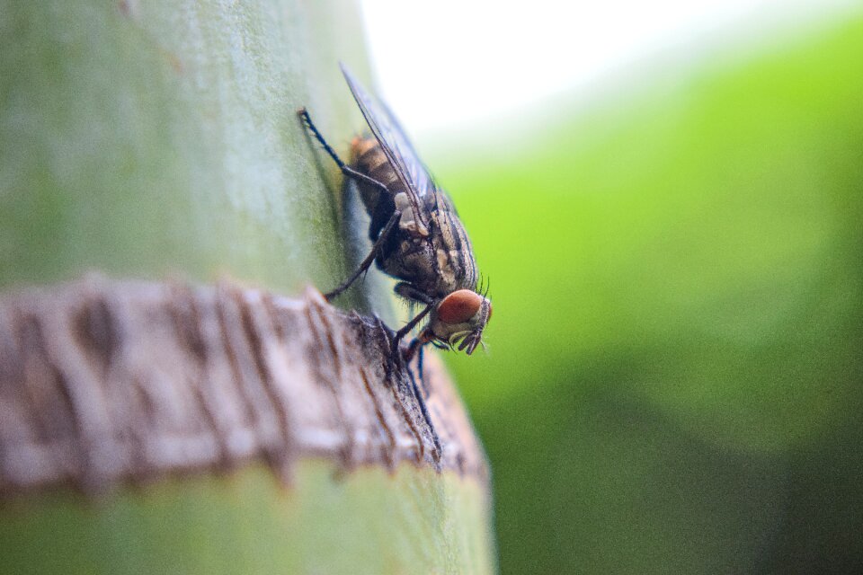 Nature animals wings