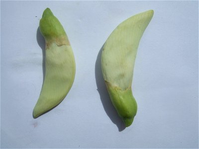 Sesbania grandiflora (Dok kae), bought at a Chinese supermarket at the West-Kruiskade in Rotterdam, The Netherlands