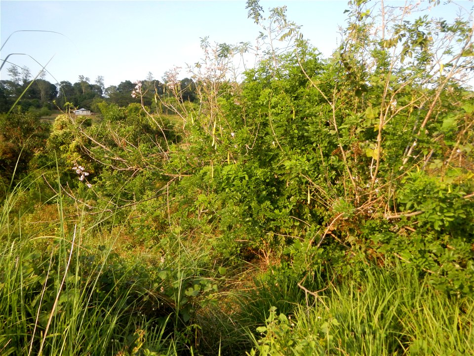 Kakawate, Madre Cacao or Gliricidia sepium tree, Lahars in the Philippines Marcos Village-Calumpang, Mabalacat City, Pampanga Sacobia Bridge, River, Lahar and Quarry from the Mabalacat City Gate-Gil P