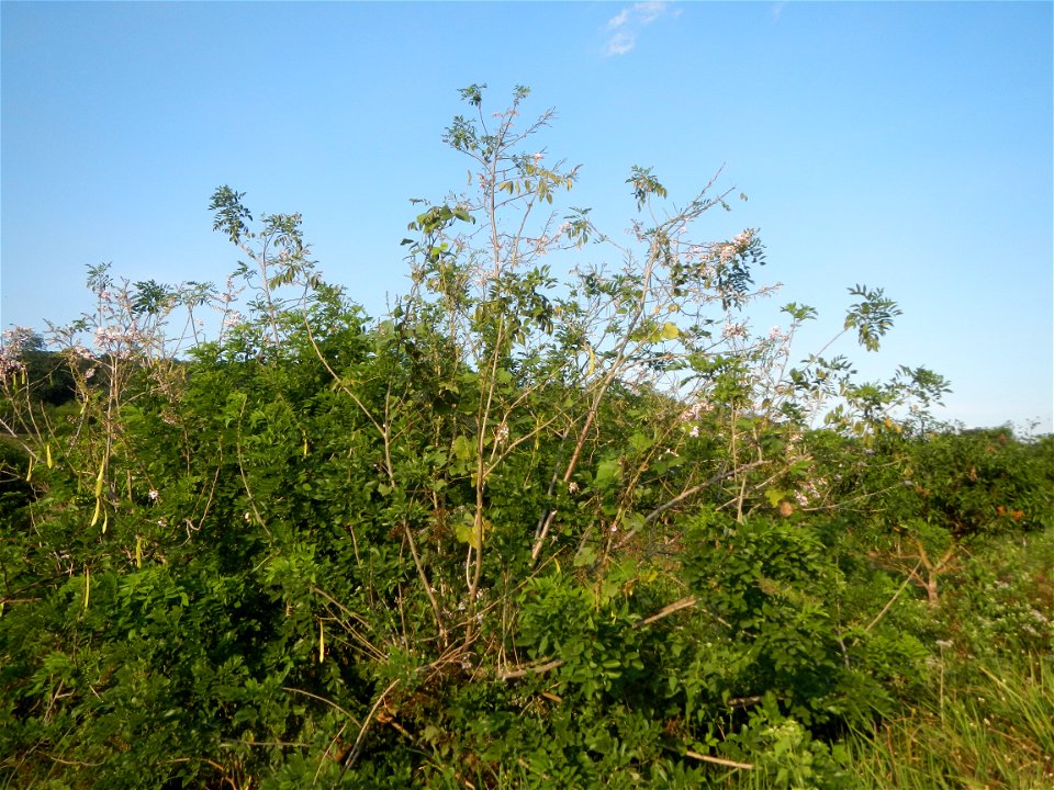 Kakawate, Madre Cacao or Gliricidia sepium tree, Lahars in the Philippines Marcos Village-Calumpang, Mabalacat City, Pampanga Sacobia Bridge, River, Lahar and Quarry from the Mabalacat City Gate-Gil P