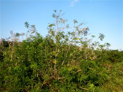 Kakawate, Madre Cacao or Gliricidia sepium tree, Lahars in the Philippines Marcos Village-Calumpang, Mabalacat City, Pampanga Sacobia Bridge, River, Lahar and Quarry from the Mabalacat City Gate-Gil P