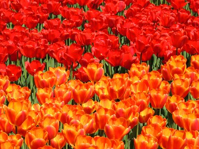 Red orange red tulips