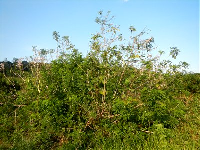 Kakawate, Madre Cacao or Gliricidia sepium tree, Lahars in the Philippines Marcos Village-Calumpang, Mabalacat City, Pampanga Sacobia Bridge, River, Lahar and Quarry from the Mabalacat City Gate-Gil P