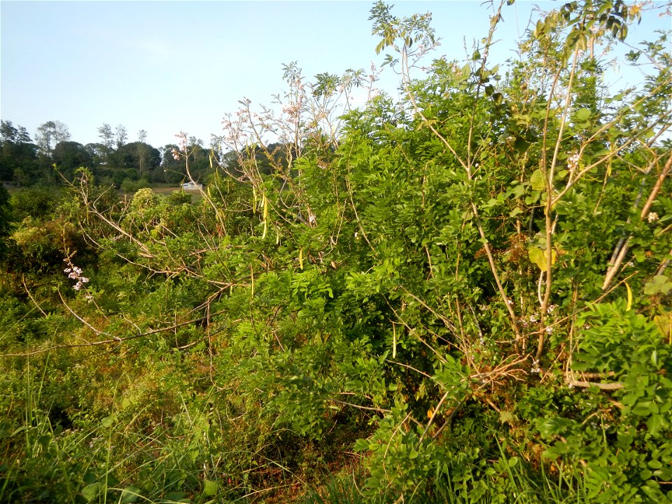 Kakawate, Madre Cacao or Gliricidia sepium tree, Lahars in the Philippines Marcos Village-Calumpang, Mabalacat City, Pampanga Sacobia Bridge, River, Lahar and Quarry from the Mabalacat City Gate-Gil P