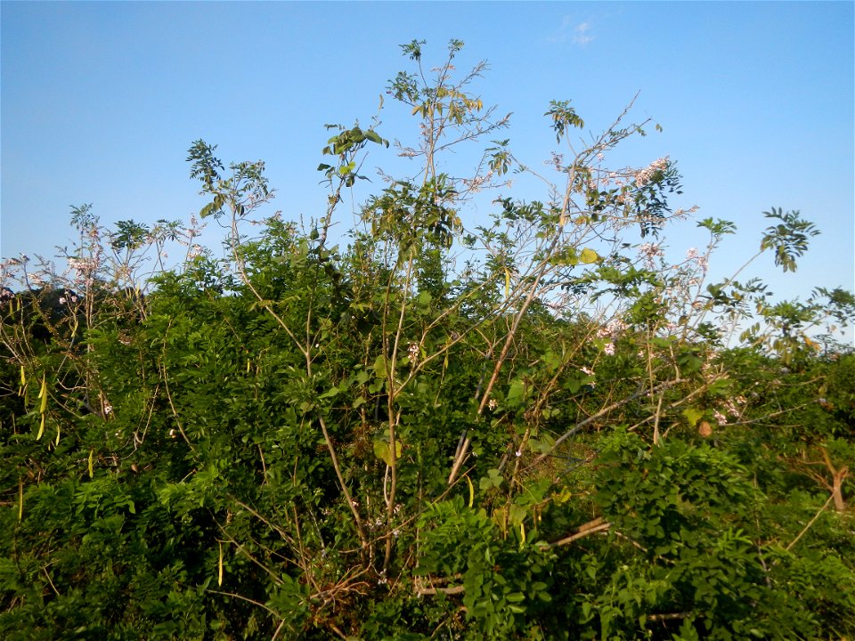 Kakawate, Madre Cacao or Gliricidia sepium tree, Lahars in the Philippines Marcos Village-Calumpang, Mabalacat City, Pampanga Sacobia Bridge, River, Lahar and Quarry from the Mabalacat City Gate-Gil P