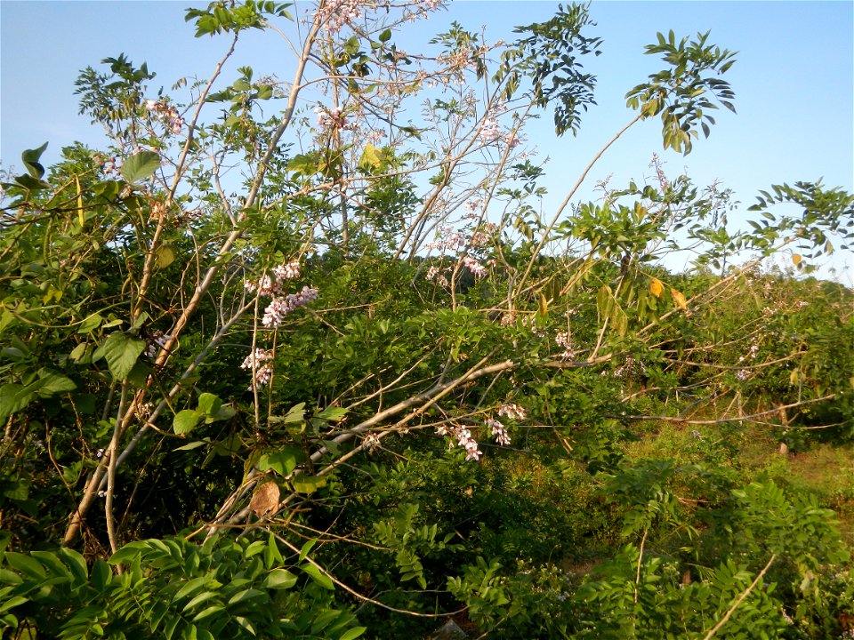 Kakawate, Madre Cacao or Gliricidia sepium tree, Lahars in the Philippines Marcos Village-Calumpang, Mabalacat City, Pampanga Sacobia Bridge, River, Lahar and Quarry from the Mabalacat City Gate-Gil P