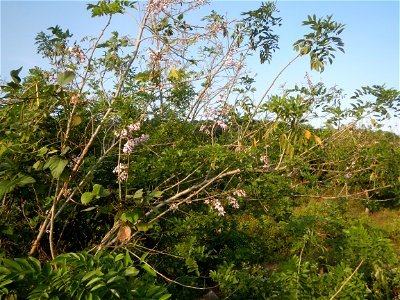 Kakawate, Madre Cacao or Gliricidia sepium tree, Lahars in the Philippines Marcos Village-Calumpang, Mabalacat City, Pampanga Sacobia Bridge, River, Lahar and Quarry from the Mabalacat City Gate-Gil P