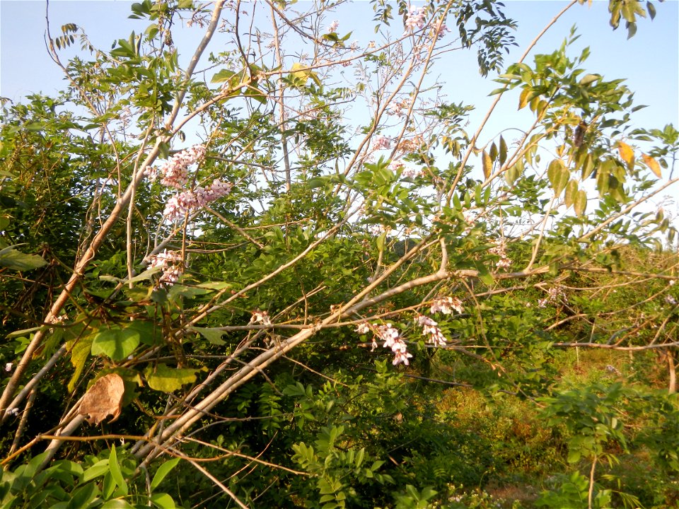 Kakawate, Madre Cacao or Gliricidia sepium tree, Lahars in the Philippines Marcos Village-Calumpang, Mabalacat City, Pampanga Sacobia Bridge, River, Lahar and Quarry from the Mabalacat City Gate-Gil P