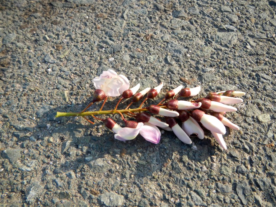 Kakawate, Madre Cacao or Gliricidia sepium tree, Lahars in the Philippines Marcos Village-Calumpang, Mabalacat City, Pampanga Sacobia Bridge, River, Lahar and Quarry from the Mabalacat City Gate-Gil P