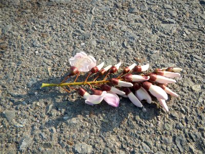 Kakawate, Madre Cacao or Gliricidia sepium tree, Lahars in the Philippines Marcos Village-Calumpang, Mabalacat City, Pampanga Sacobia Bridge, River, Lahar and Quarry from the Mabalacat City Gate-Gil P