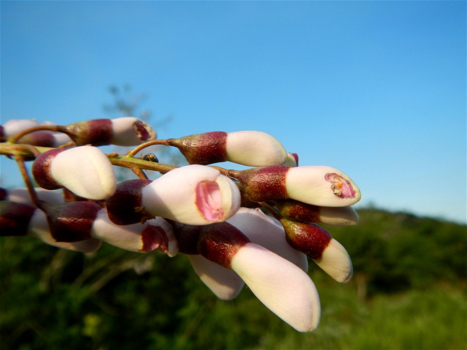 Kakawate, Madre Cacao or Gliricidia sepium tree, Lahars in the Philippines Marcos Village-Calumpang, Mabalacat City, Pampanga Sacobia Bridge, River, Lahar and Quarry from the Mabalacat City Gate-Gil P