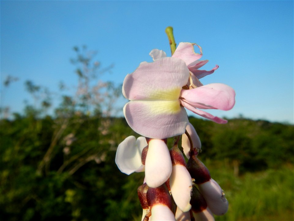 Kakawate, Madre Cacao or Gliricidia sepium tree, Lahars in the Philippines Marcos Village-Calumpang, Mabalacat City, Pampanga Sacobia Bridge, River, Lahar and Quarry from the Mabalacat City Gate-Gil P