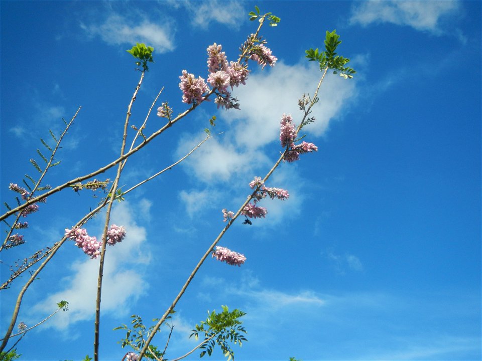 Flowers of Gliricidia sepium (Philippines) Goats in Bulacan Trees, grasslands, paddy and vegetable fields in Marungko barangay road, Angat, 
Bulacan Barangay Marungko  14°56'53"N 121°0'40"E Angat, Bul