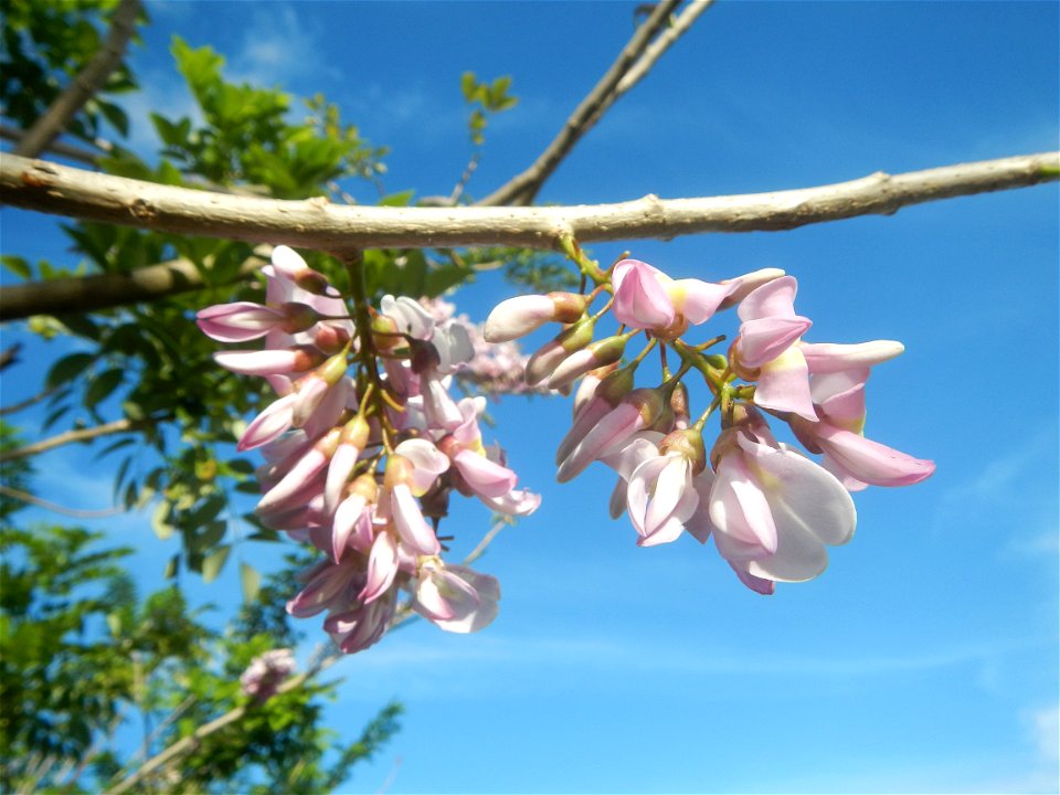 Flowers of Gliricidia sepium (Philippines) Goats in Bulacan Trees, grasslands, paddy and vegetable fields in Marungko barangay road, Angat, 
Bulacan Barangay Marungko  14°56'53"N 121°0'40"E Angat, Bul